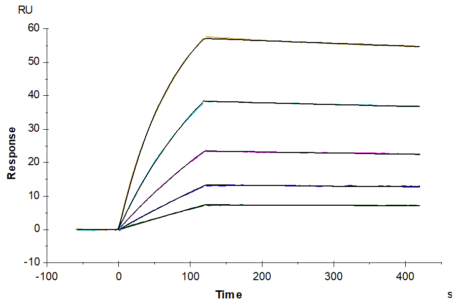 Human IGFI Protein, Ultra Low Endotoxin (IGF-HM201-UL)