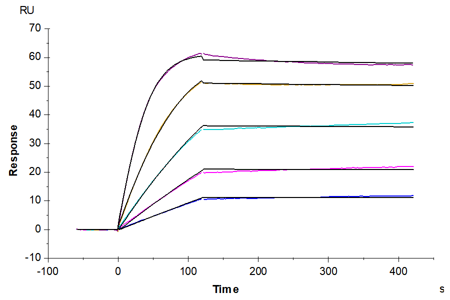 Human/Cynomolgus Activin RIIB/ACVR2B Protein, Ultra Low Endotoxin (ARB-HM12B-UL)