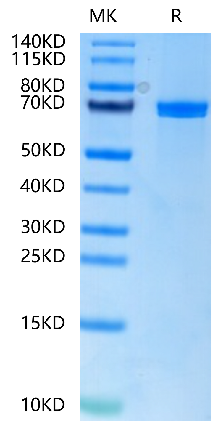 Human Wnt Surrogate-Fc Fusion Protein (WNT-HM23A)