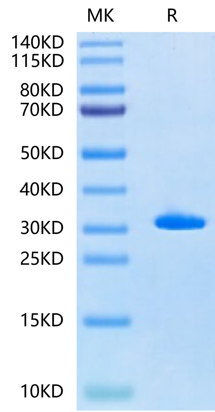 Human Latexin-Protein (LAT-HE101)