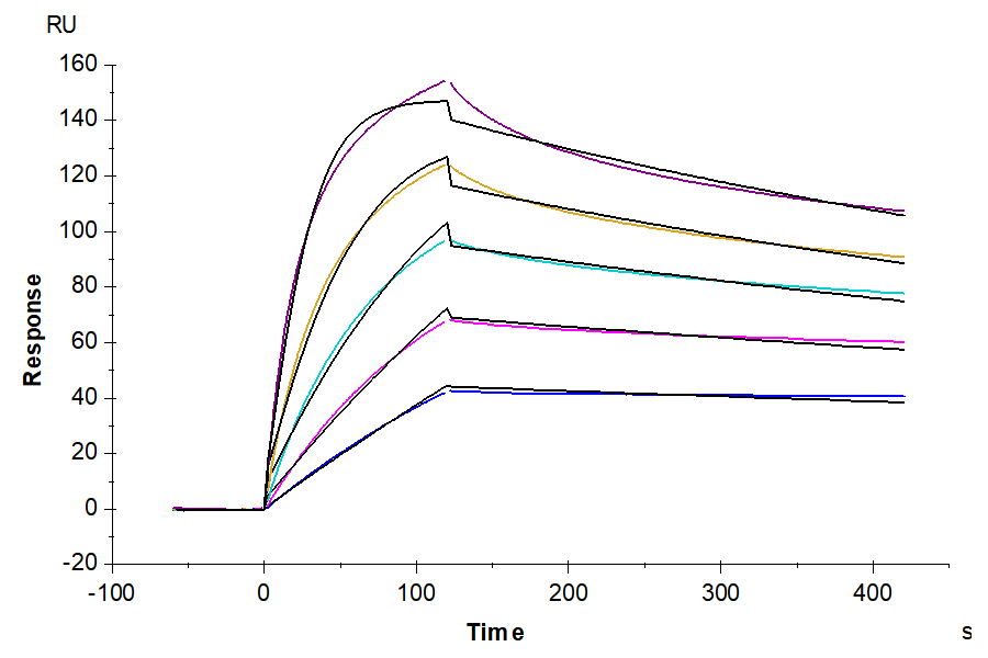 Non-biotinylated Mouse TNFSF15 Protein (active trimer), Ultra Low Endotoxin (FSF-MM415-UL)