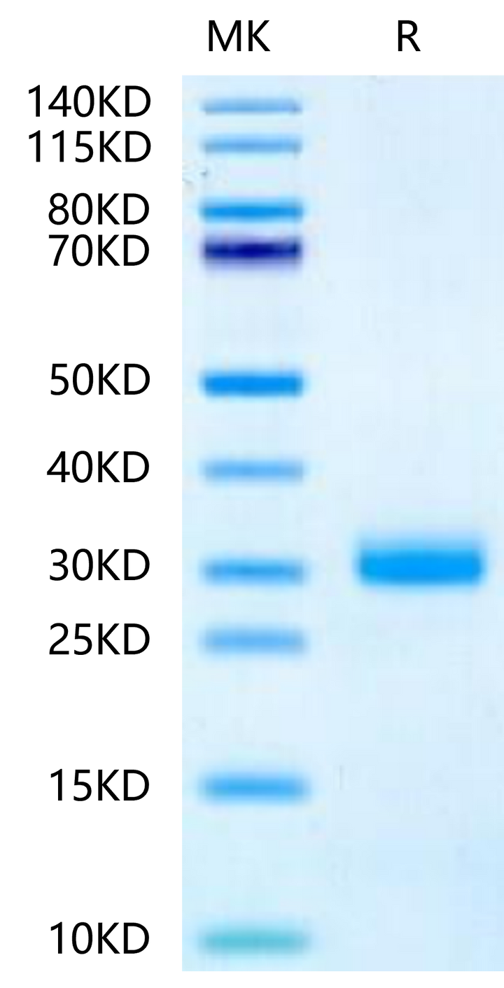 Mouse Noggin Protein (NOG-MM001)