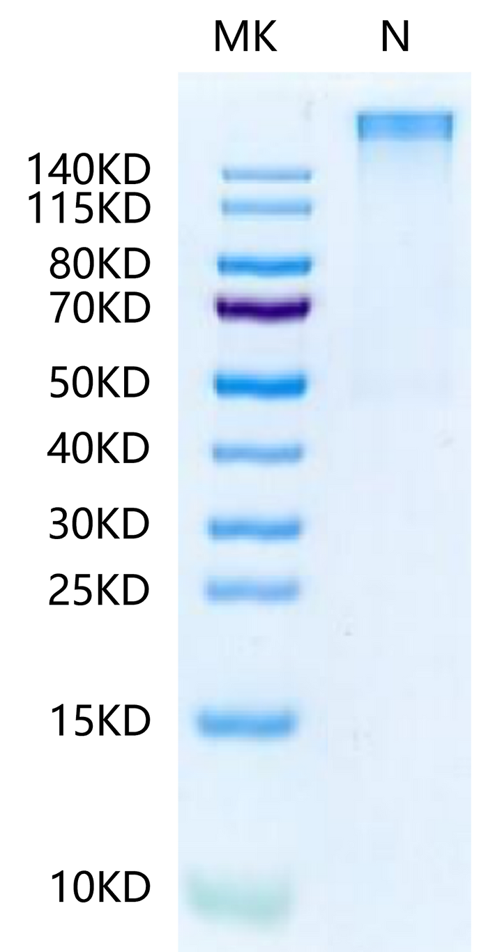 Human HLA-A*11:01&B2M&KRAS G12R (VVVGARGVGK) Tetramer Protein (MHC-HM440T)