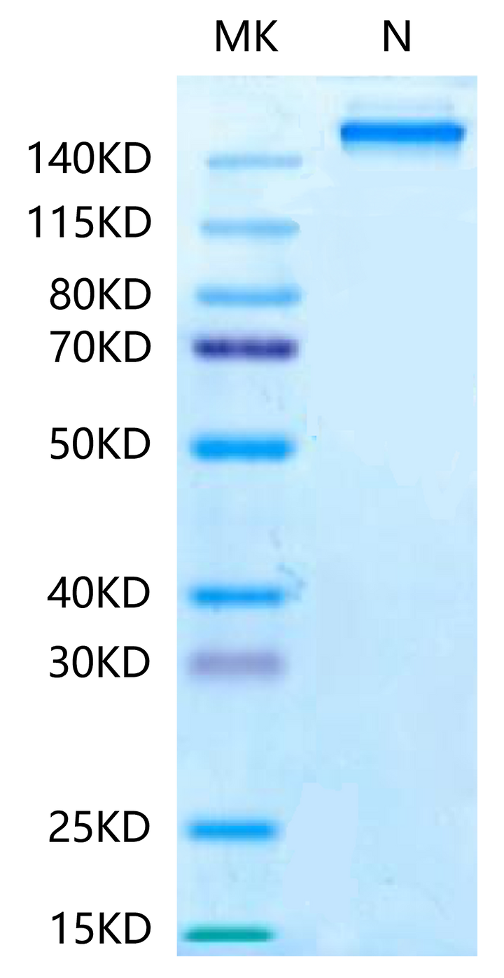 Human HLA-A*11:01&B2M&KRAS G12C (VVVGACGVGK) Tetramer Protein (MHC-HM439T)