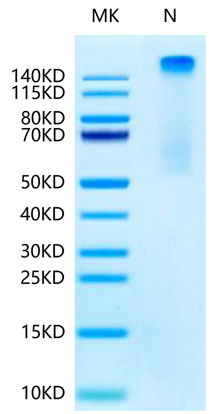 Human HLA-A*11:01&B2M&KRAS G12S (VVVGASGVGK) Tetramer Protein (MHC-HM442T)