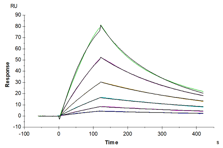 Human TGF-beta RII/TGFBR2 Protein (TGF-HM5R2)