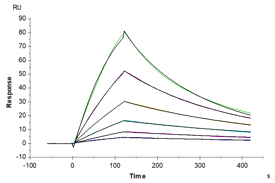 Human TGF-beta RII/TGFBR2 Protein, Ultra Low Endotoxin (TGF-HM5R2-UL)