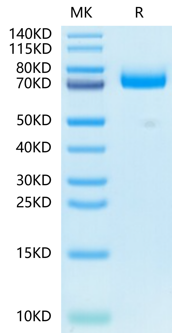 Mouse CD36/SR-B3 Protein (CD3-MM136)