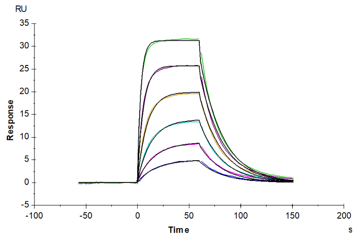 Rat IL-22R alpha 1 Protein (ILR-RM122)