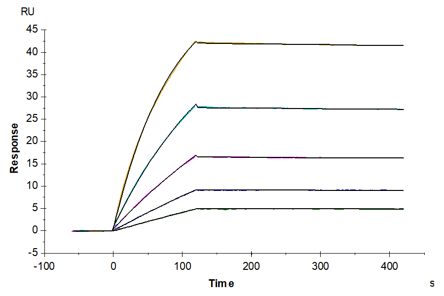 Human FLT3/Flk-2 Protein, Ultra Low Endotoxin (FLT-HM230-UL)