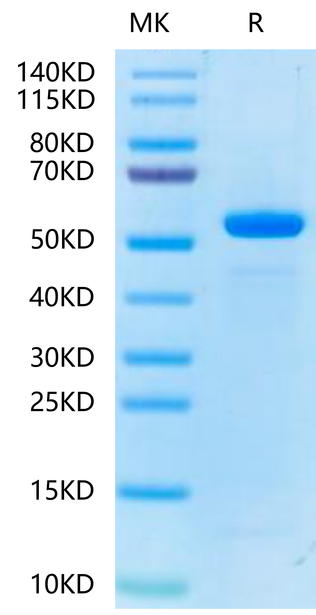 Biotinylated Human Peptide Ready HLA-E*01:03&B2M Monomer-Protein (MHC-HM42RB)