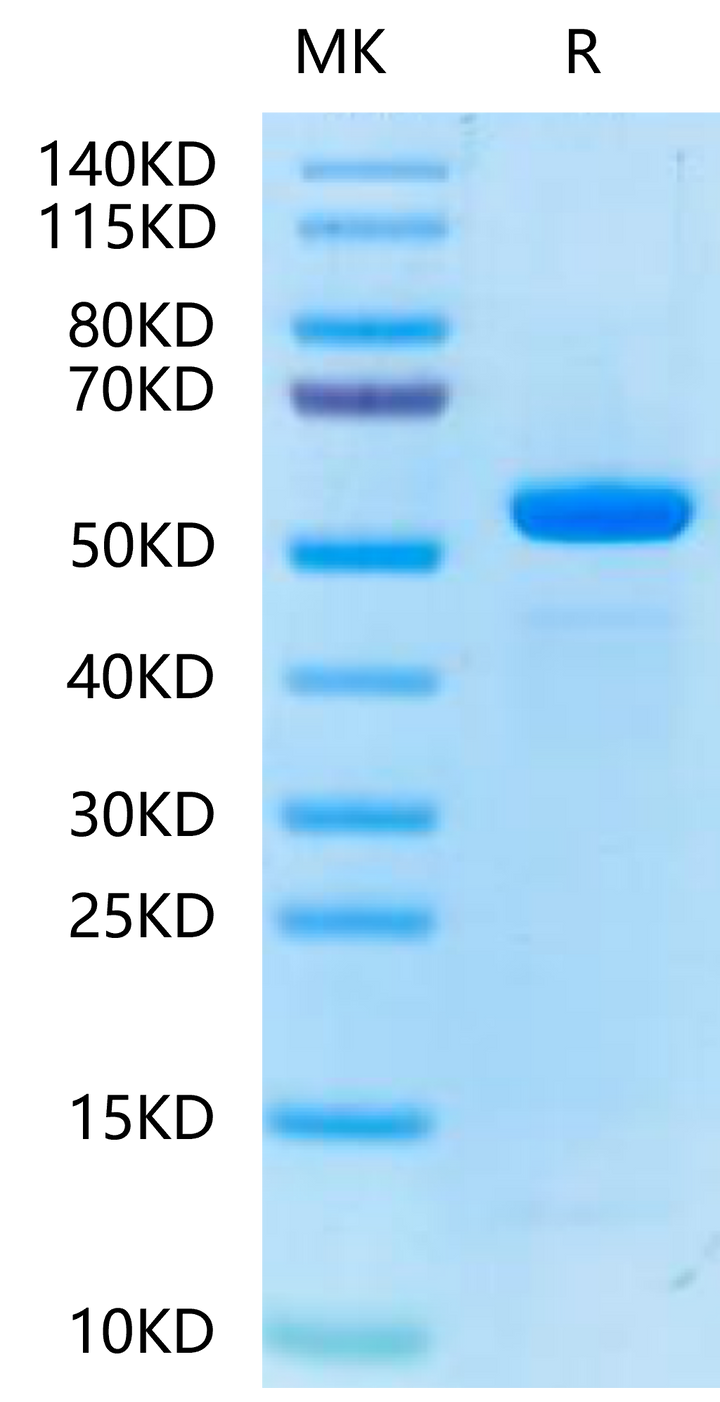 Biotinylated Human Peptide Ready HLA-E*01:03&B2M Monomer-Protein (MHC-HM42RB)