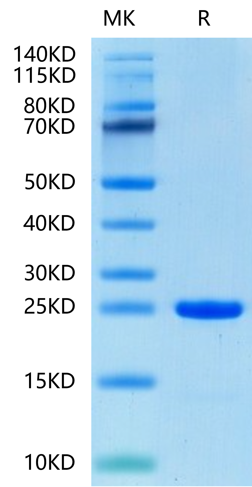 Human FGF8b-Protein (FGF-HE08B)