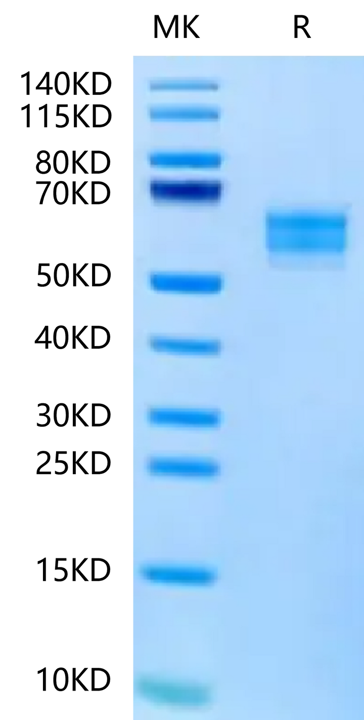 FITC-Labeled Human NKG2D/CD314 Protein (NKG-HM22DF)