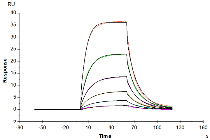 Human Alkaline phosphatase (Intestinal type) /ALPI Protein (APE-HM101)