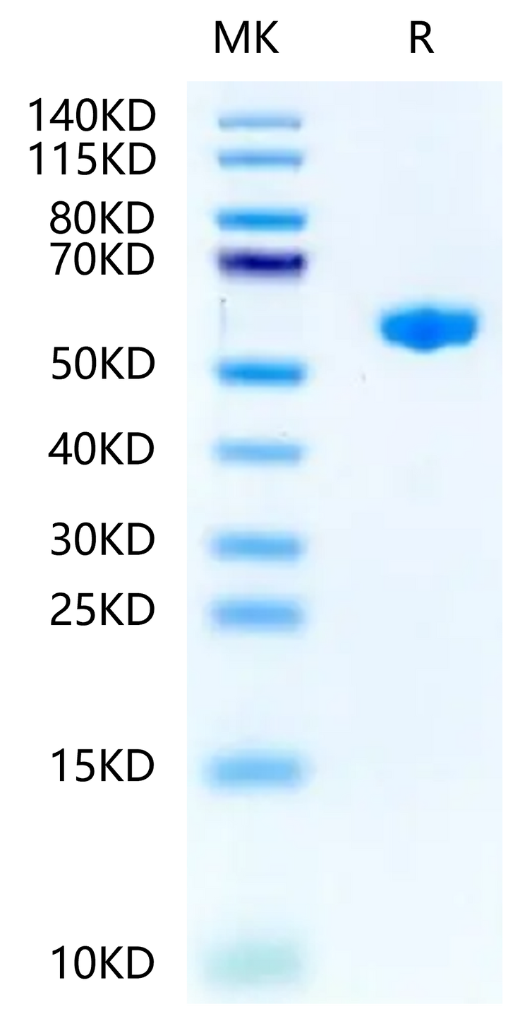 Mouse H-2K(b)&B2M&OVA (SIINFEKL) Monomer Protein (MHC-MM453)