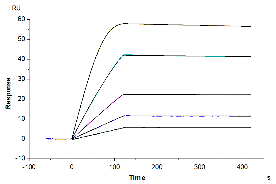 Mouse VEGF R3/FLT4 Protein (VGF-MM2R3)