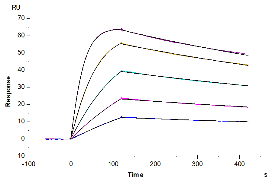 Human IL-18BP Protein (IL8-HM1BP)