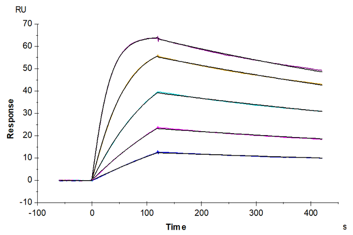 Human IL-18BP Protein (IL8-HM1BP)