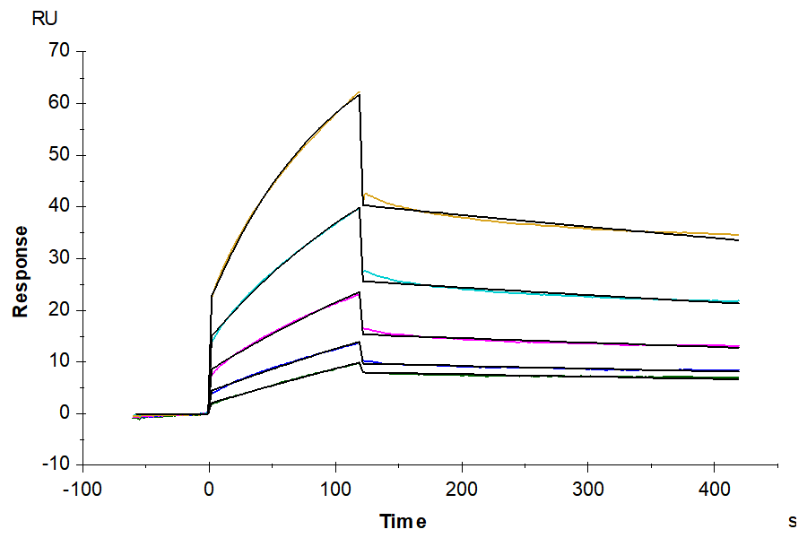 Biotinylated Cynomolgus HLA-G&B2M&Peptide (RIIPRHLQL) Monomer Protein (HLG-CM41CB)