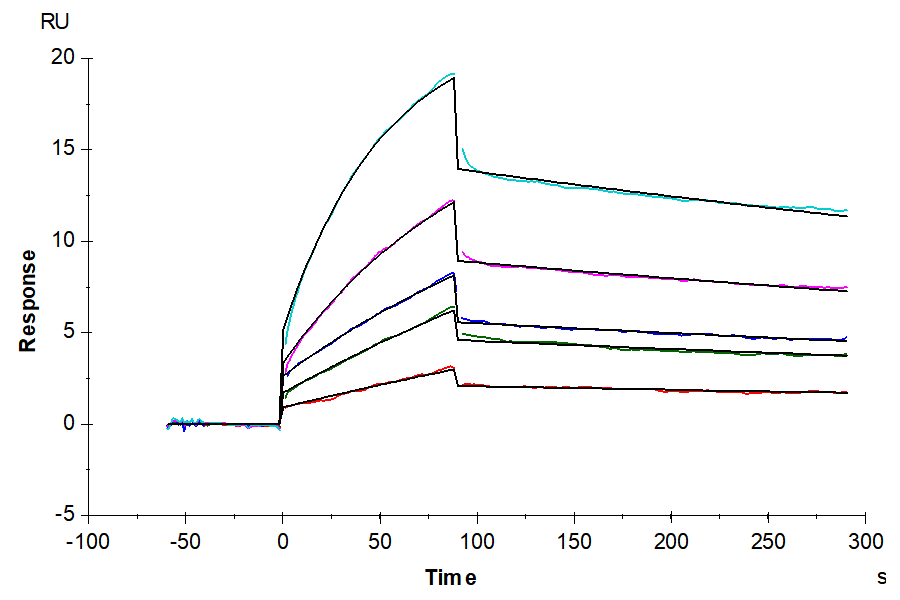 Cynomolgus IL-1 Beta/IL-1F2 Protein (IL1-CE10B)