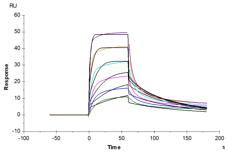 Human IL-7 R alpha/CD127 Protein (IL7-HM1RA)