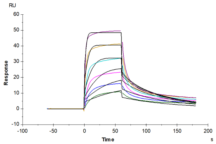 Human IL-7 R alpha/CD127 Protein (IL7-HM1RA)