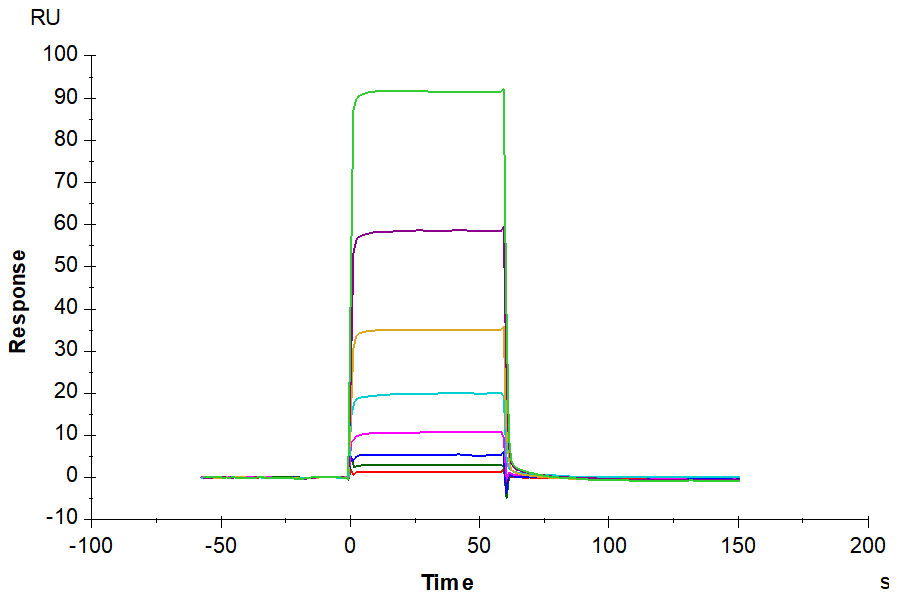 Human TIE2 Protein (TIE-HM201)