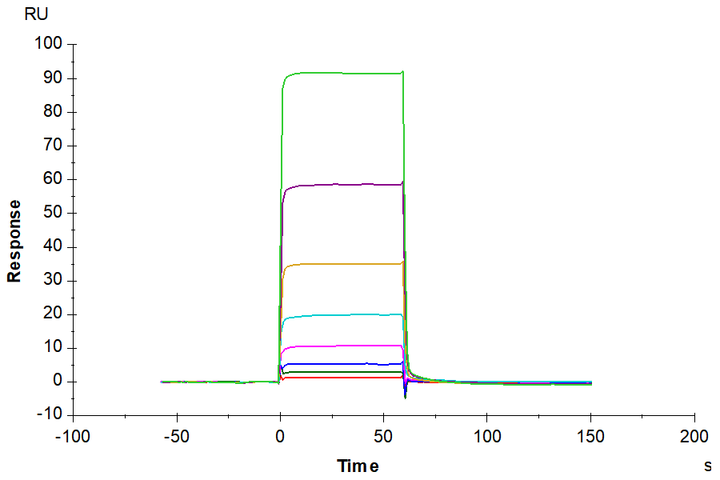 Human TIE2 Protein (TIE-HM201)