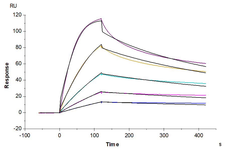 Mouse CD40/TNFRSF5 Protein, Ultra Low Endotoxin (CD4-MM140-UL)