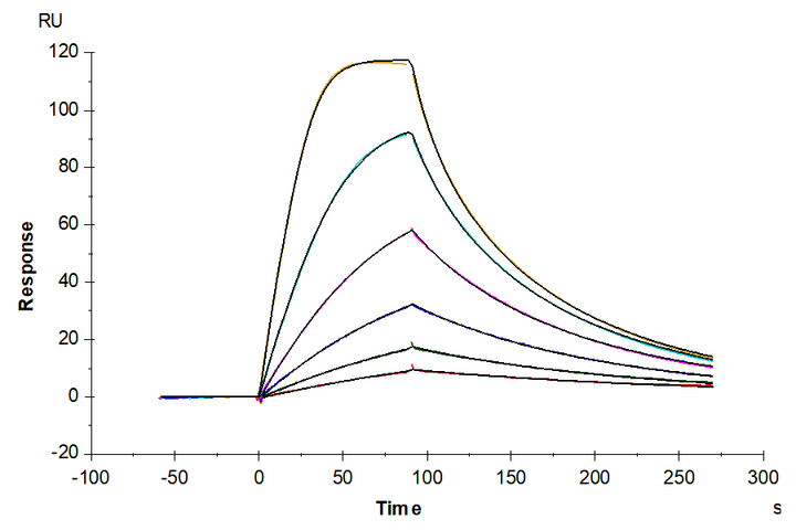 Mouse GM-CSF Protein (GSF-ME001)