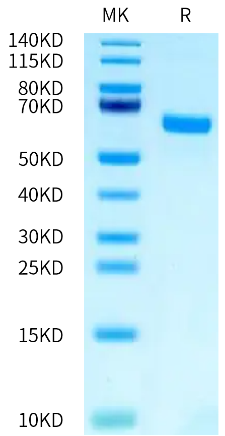 Mouse TFPI-2 Protein (TFP-MM202)