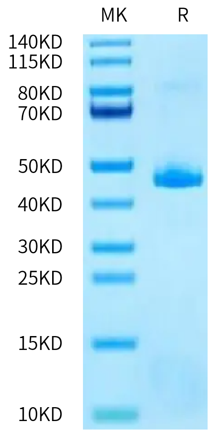 Human TAFA2/FAM19A2 Protein (FAM-HM2A2)