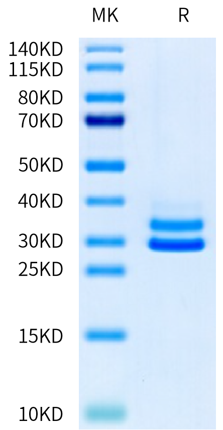 Mouse JAM-A Protein (JAM-MM10A)