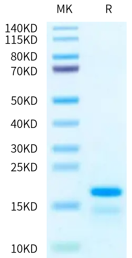 Human Histone H2A type 3 Protein (HIS-HE02A)