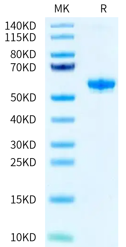 Human BTN3A2 Protein (BNT-HM2A2)