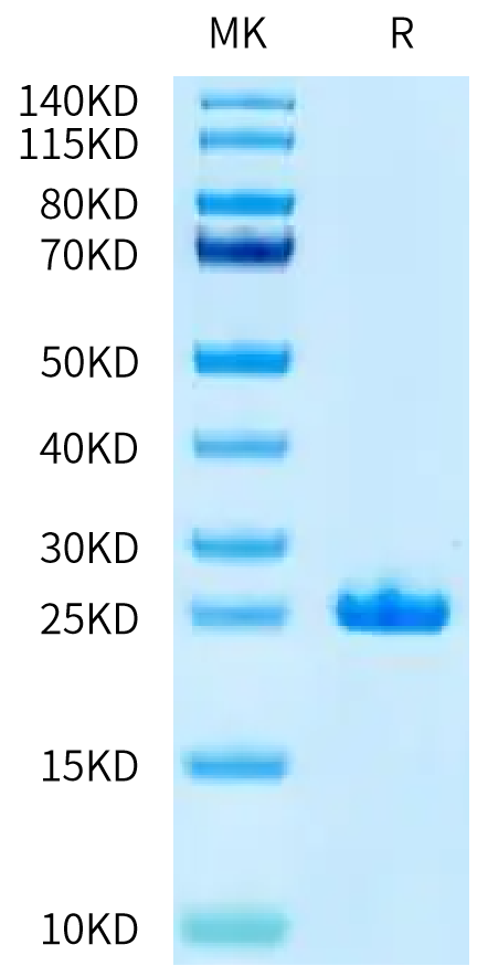 Cynomolgus FGF21 Protein (FGF-CM121)