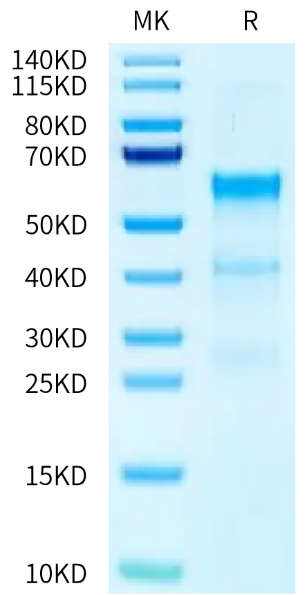 Human TENM2 Protein (TEN-HM1M2)