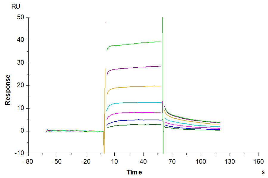 Biotinylated Human FcRn Protein, Ultra Low Endotoxin (FRN-HM401B-UL)