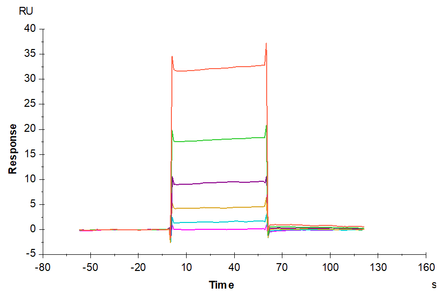 Human Interferon omega-1 Protein (IFN-HM101)