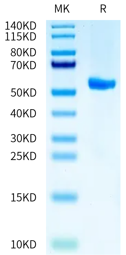 Biotinylated Human HLA-A*02:01&B2M&CMV pp65 (NLVPMVATV) Monomer Protein, Ultra Low Endotoxin (MHC-HM458B-UL)