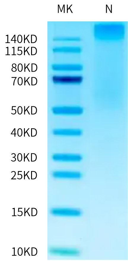 Human HLA-A*02:01&B2M&CMV pp65 (NLVPMVATV) Tetramer Protein (MHC-HM458T)