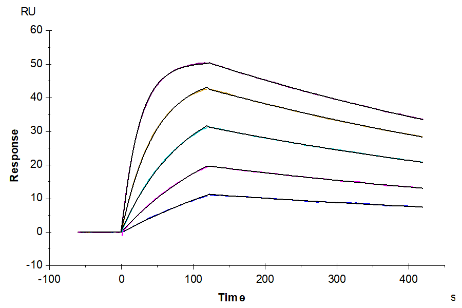 Human HLA-A*11:01&B2M&KRAS G12D (VVVGADGVGK) Monomer Protein (MHC-HM454)