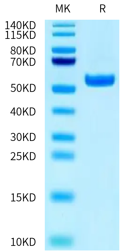 Biotinylated Human HLA-A*02:01&B2M&MAGE-A2 (KMVELVHFL) Monomer Protein (MHC-HM460B)