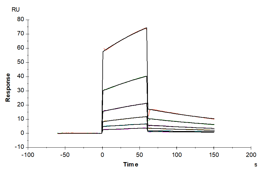 Mouse PLAU/uPA Protein (PLA-MM401)