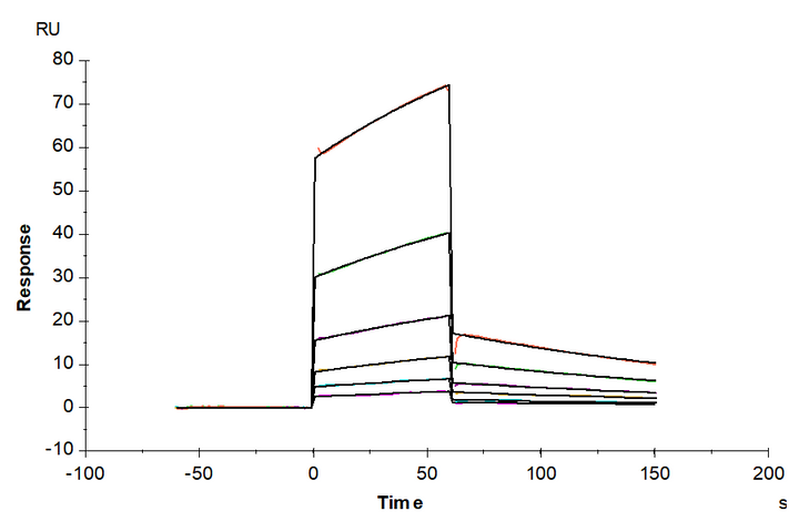 Mouse PLAU/uPA Protein (PLA-MM401)