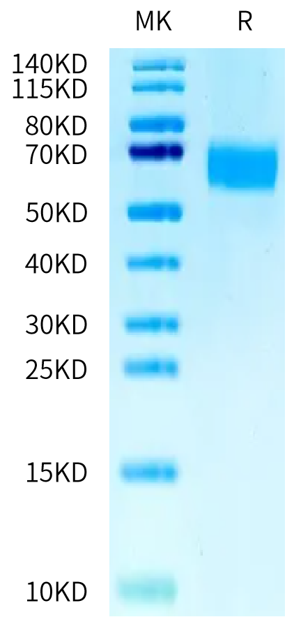 Mouse CD98 Protein, Ultra Low Endotoxin (CD9-MM198-UL)