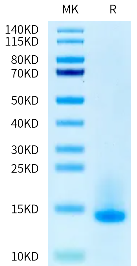 Mouse LY6G6D Protein (LYD-MM16D)