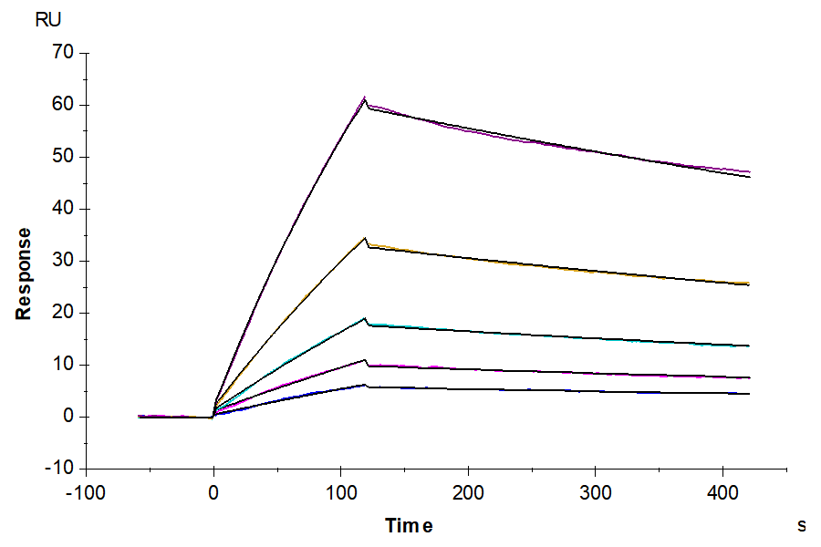 Cynomolgus/Rhesus macaque CD19 Protein (CD1-CM119)