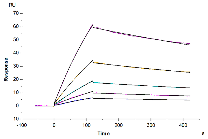 Cynomolgus/Rhesus macaque CD19 Protein (CD1-CM119)